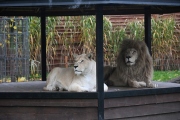 1 ZOO Borysew (3)