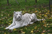1 ZOO Borysew (6)