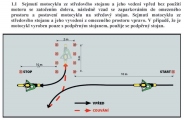 1 novela 2015 ridicsky prukaz motocykl1